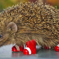 hedgehog_two_size.jpg