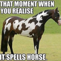 horse_horse.jpg