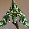 moth_13.jpg