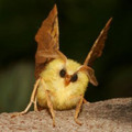moth_4.jpg