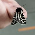 moth_5.jpg