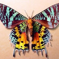 moth_8.jpg