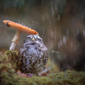 mushroom owl - poldi-owl.jpg