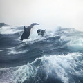 orcas,_Nova_Scotia.jpg