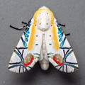 picasso_moth_baorisa_hieroglyhica_.webp