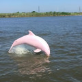pink_dolphin.jpg