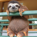 sloth_2.jpg