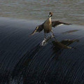 surfing_duck.jpg