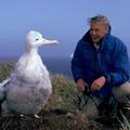 wandering_albatross.jpg