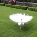 white peacock.mp4