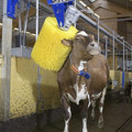 working-cow-wash-460x544.jpg