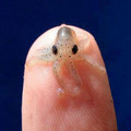 baby octopus on finger.jpg