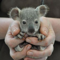 baby-coala-460x692.jpg