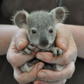 baby-coala.jpg