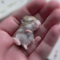 tiny_hamster.jpg