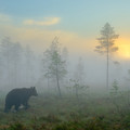 bear_and_fog.jpg