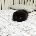 big-cute-eyes-cat-black-scottish-fold-gimo-13.jpg