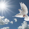 bigstock-Pigeon-In-The-Sky-4865245.jpg