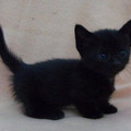 black_kitten.jpg