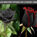 black_roses.jpg