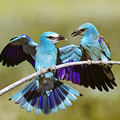 blue_birds.jpg