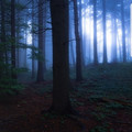 blue_forest.jpg