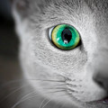 cat_eyes.jpg