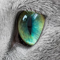 cat_eyes_10.jpg