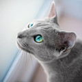 cat_eyes_11.jpg