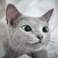cat_eyes_2.jpg