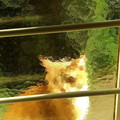 cat_through_glass.jpg