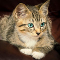cat_with_blue_eyes.jpg