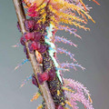 caterpillar_2.jpg