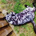 cats-Fur-Markings-13.jpg
