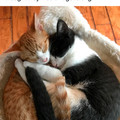 Wholesome-Cat-Posts-37-5d3872f69ab67_700.jpg