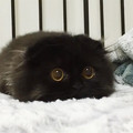 big-cute-eyes-cat-black-scottish-fold-gimo-1.jpg