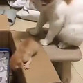 cat pushing kitten.mp4