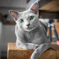 cat_eyes_3.jpg