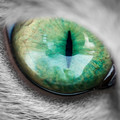 cat_eyes_5.jpg
