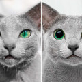 cat_eyes_7.jpg