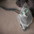 cat_eyes_9.jpg