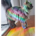 colorful_cat.jpg