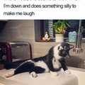 wholesome-cat-posts-204-5d385f6a360a7_700.jpg