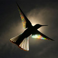 colorful_bird_against_sun.jpg