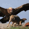 condor_chasing_wolf.jpg