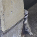 cute-newborn-meerkat-japan-1-5d5a9d2f314de_700.jpg