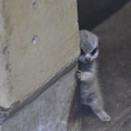cute-newborn-meerkat-japan-2-5d5a9d30d2b00_700.jpg