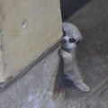 cute-newborn-meerkat-japan-3-5d5a9d32ee1f6_700.jpg