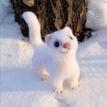cute_animal-arctic_ferret.jpg