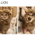 cute_lion.png